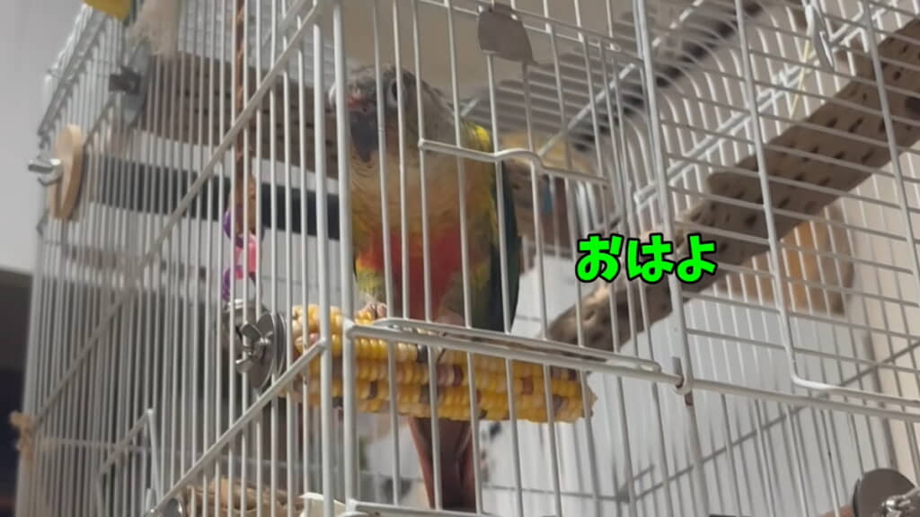 「おはよ」って鳴いた！