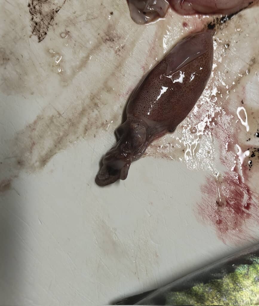 さばいたサバの中から出てきたホタルイカ
