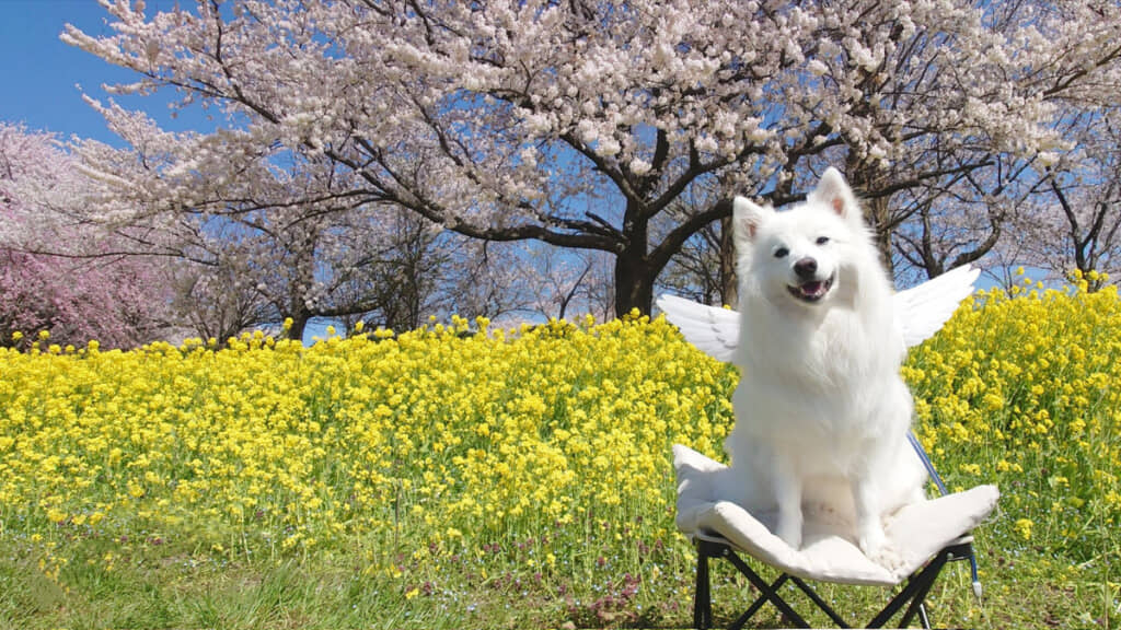 写真写りがよすぎる楽（らく）くんにほっこり！