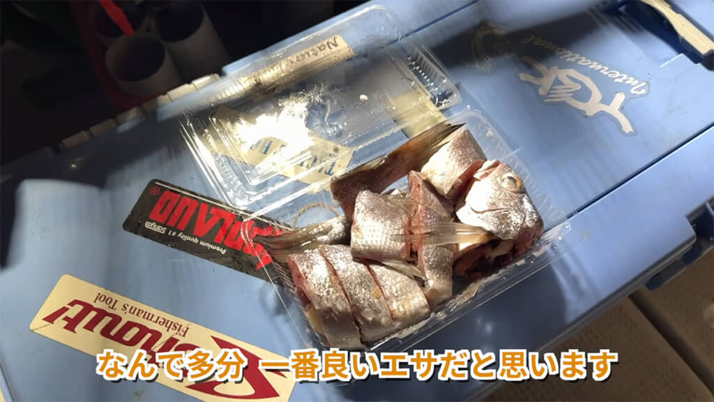 メイゴをエサに、とある魚を狙います