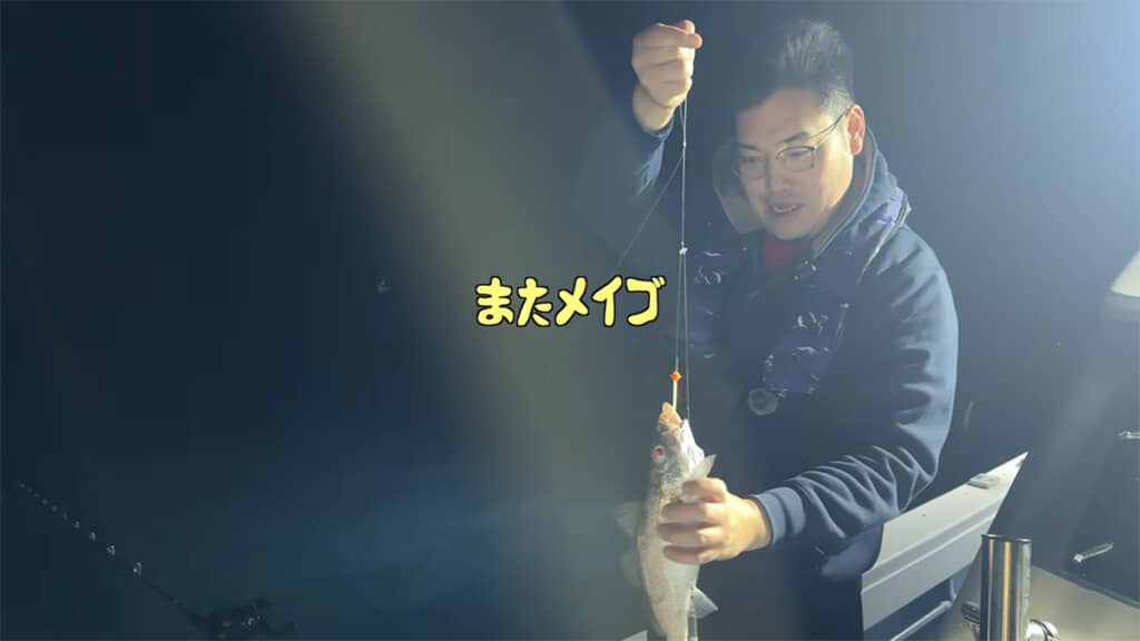 メイゴが続々と上がってきます