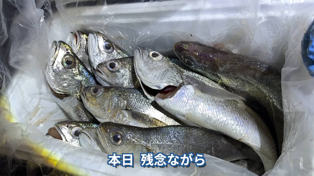 メイゴが超大漁です