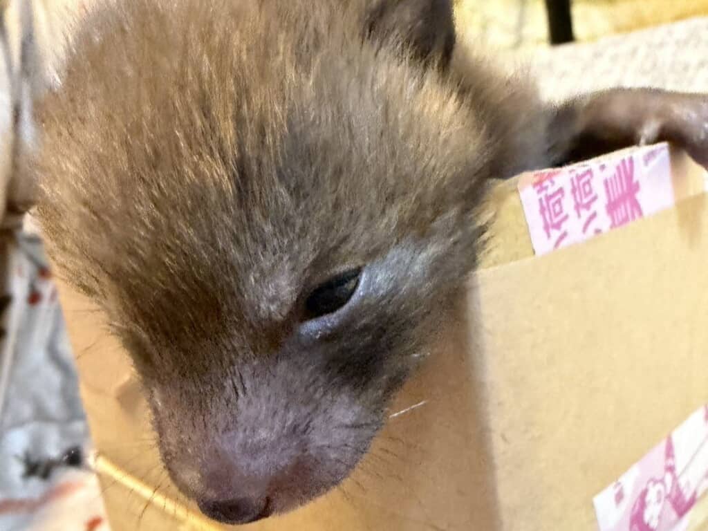 犬にしてはちょっと違うような……