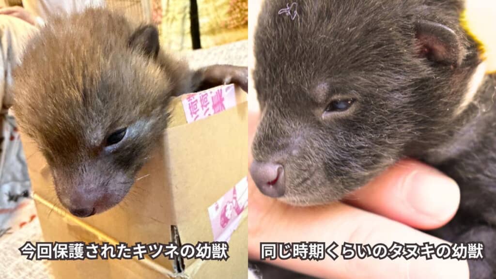 タヌキの幼獣との比較