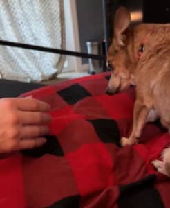 人に怯えて近寄ろうとしなかった老犬チワワ