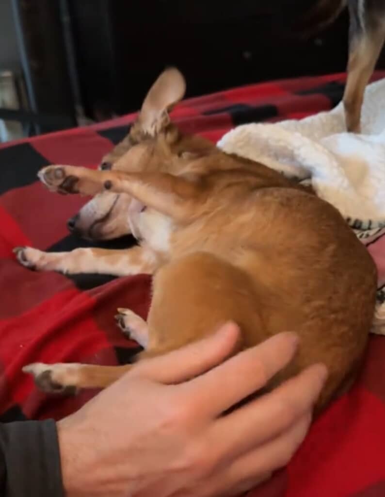 お腹を撫でてもらうシニア犬チワワ