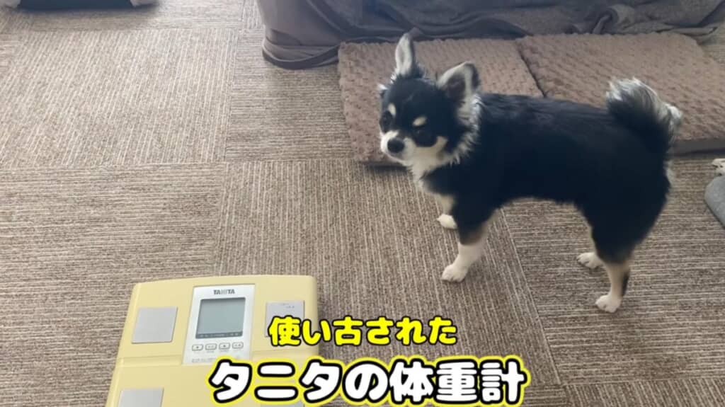 年季の入った体重計を使います