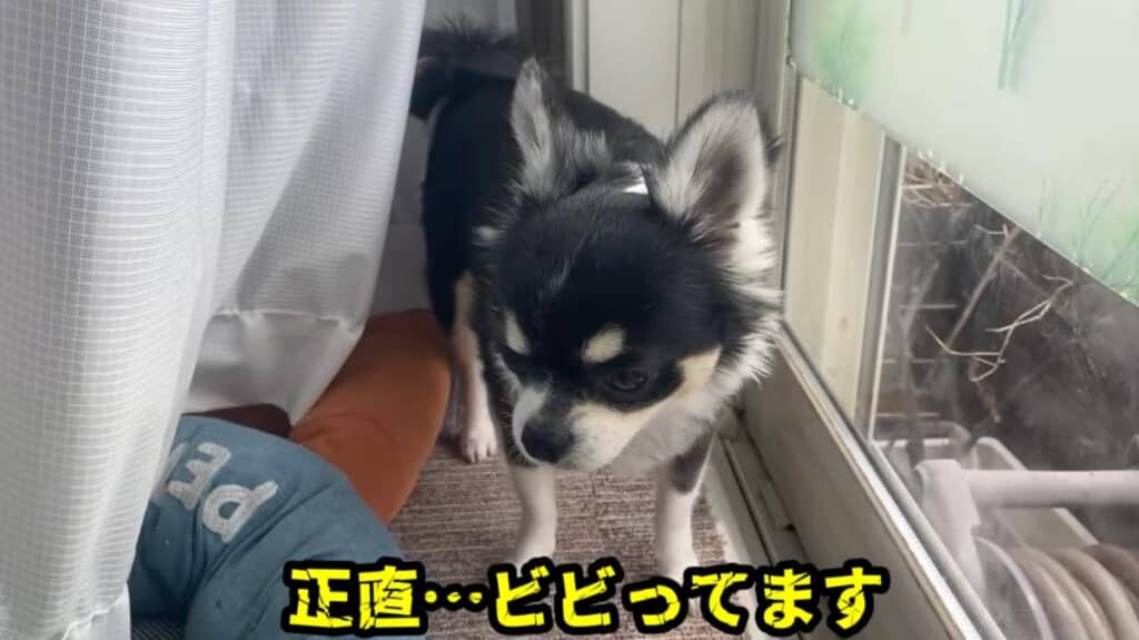 不安げな様子のさく太郎くん