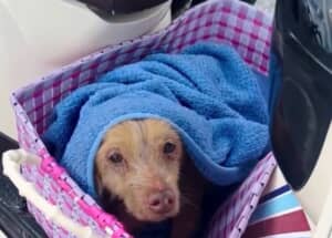 衰弱していた老犬が保護された