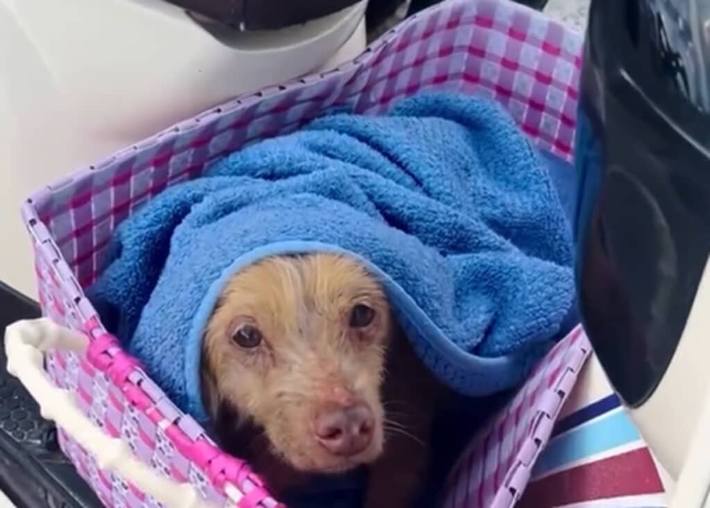 捨てられ衰弱していた老犬ドリー