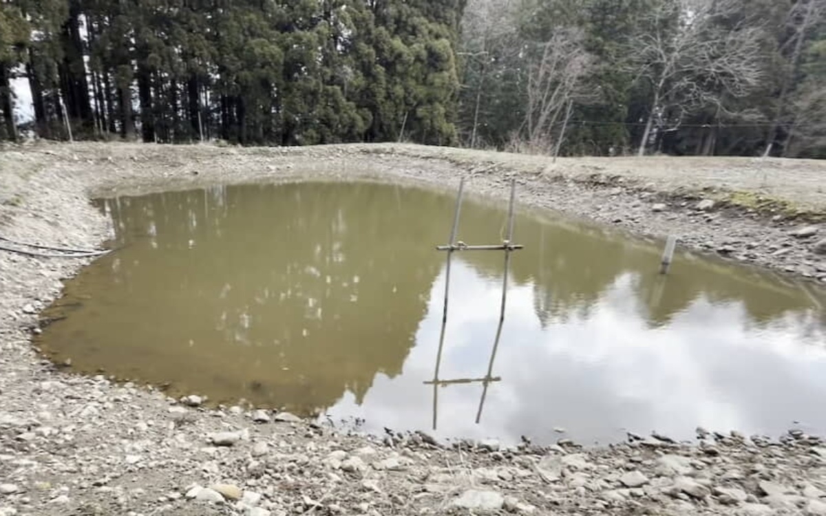 鯉を育てる野池からパイプで全部水を抜いたら……　ワイルドすぎる光景に「本当に最高」「何回見ても面白い」（1/3） | その他生き物 ねとらぼ