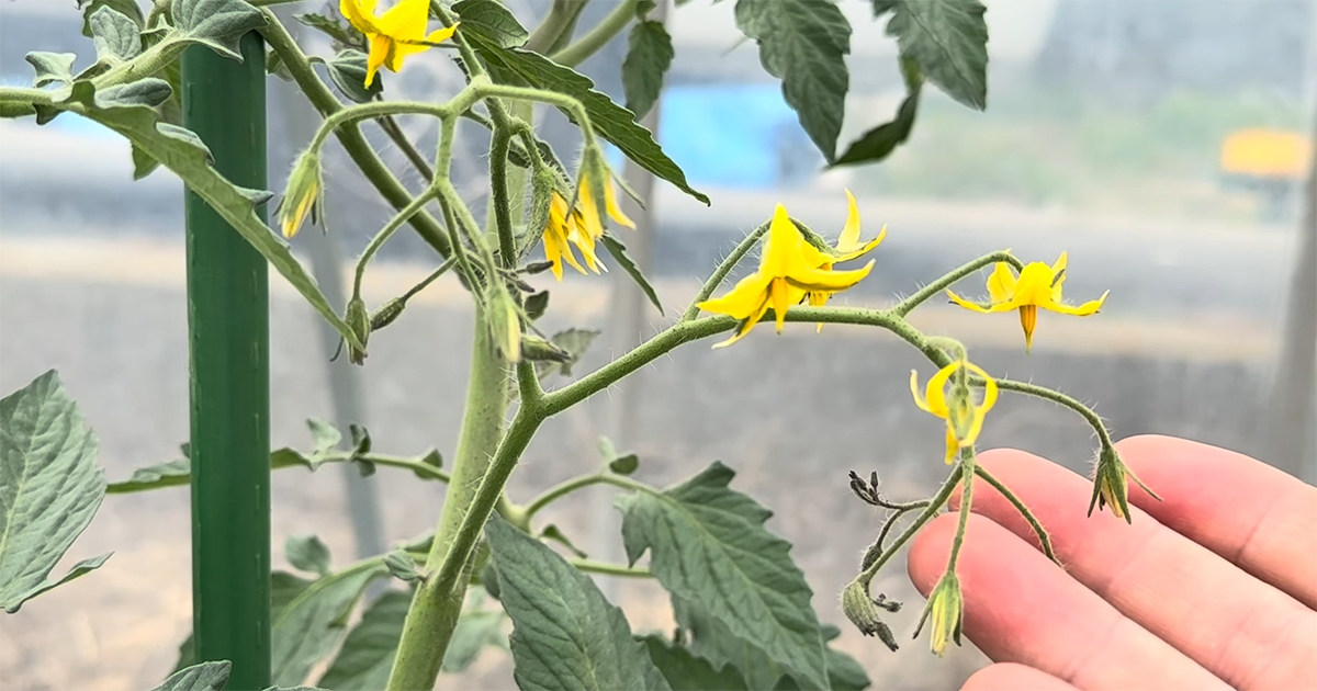 ミニトマト「花が咲いたらコレをやれ」→よりおいしい実に育てるコツ「知らなかったです」「挑戦します！」（1/3） | ライフハック ねとらぼ