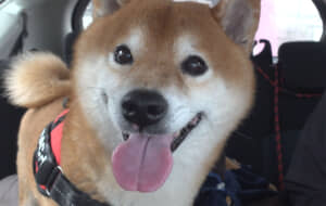 柴犬