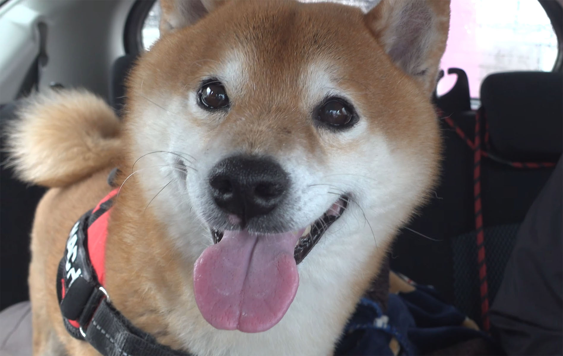 健康診断を終えてホッとした柴犬→笑顔になった直後……　“聞きたくなかった一言”に表情一変「日本語理解してるでしょ」（1/3） | 犬 ねとらぼ