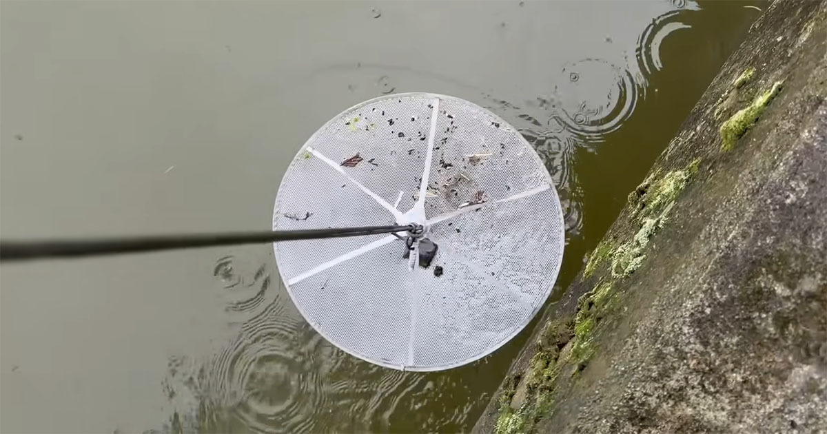 100均ネットにイカをのせ、水路に沈める→引き上げたら……　思わぬ生き物たちが次々登場「凄いなw」「美しいです」（1/3） | その他生き物 ねとらぼ