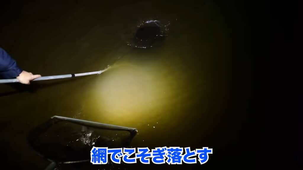 網でスジエビを捕獲