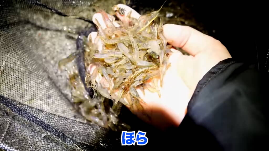 捕獲したスジエビ