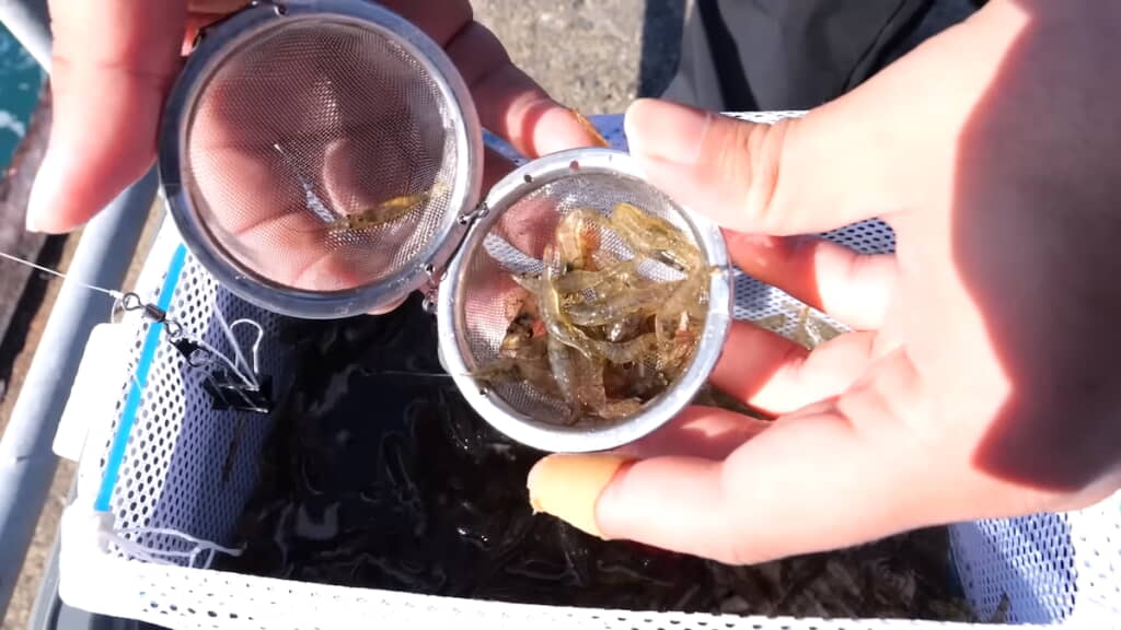 茶こしで作った仕掛けにスジエビをセット
