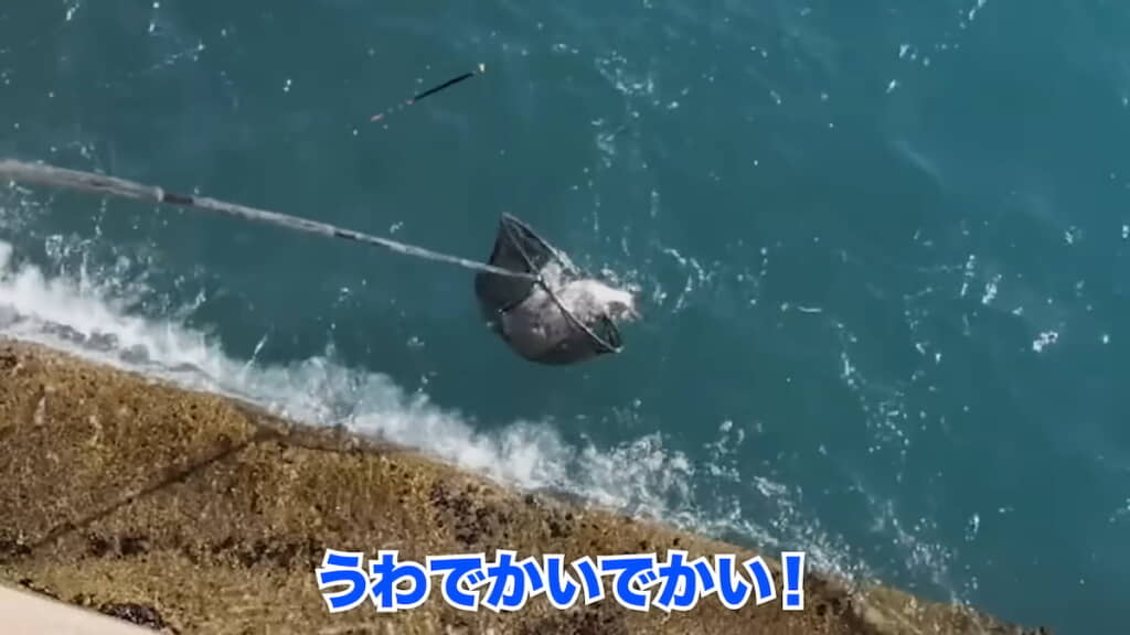 同行者も大きなクロダイを釣る