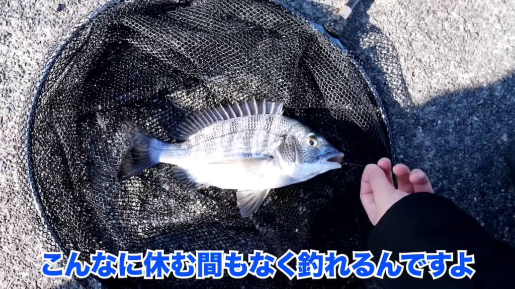 どんどんクロダイが釣れる