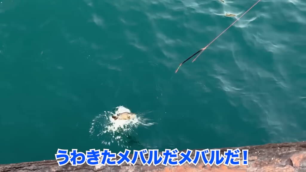 狙いどおりにメバルが釣れた！