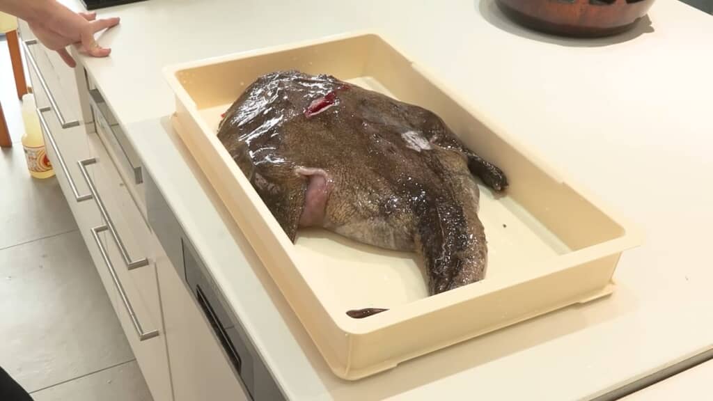 腹がパンパンに膨らんでいるアンコウ
