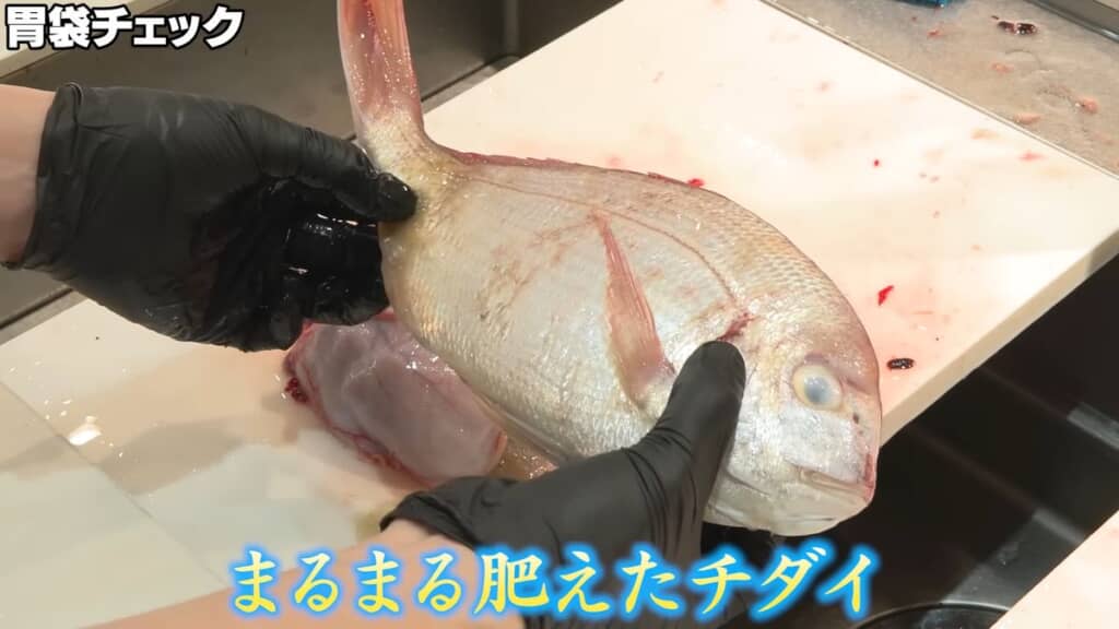 アンコウの胃袋から出てきたチダイ