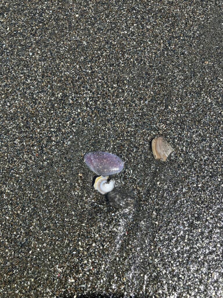 砂浜にある薄い貝殻