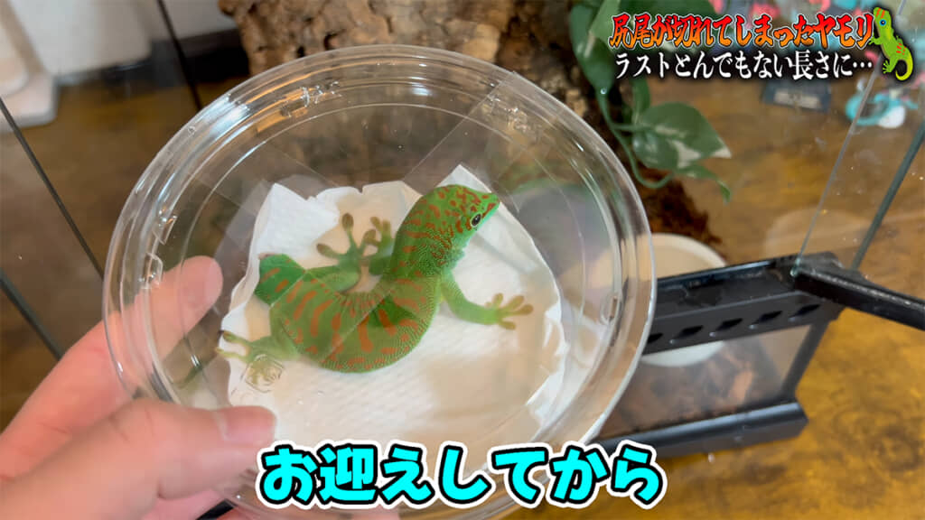 お迎え直後のグランディスヒルヤモリ