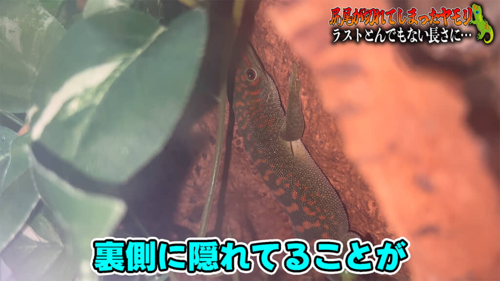 ケージの中で姿を隠していることが多いようです