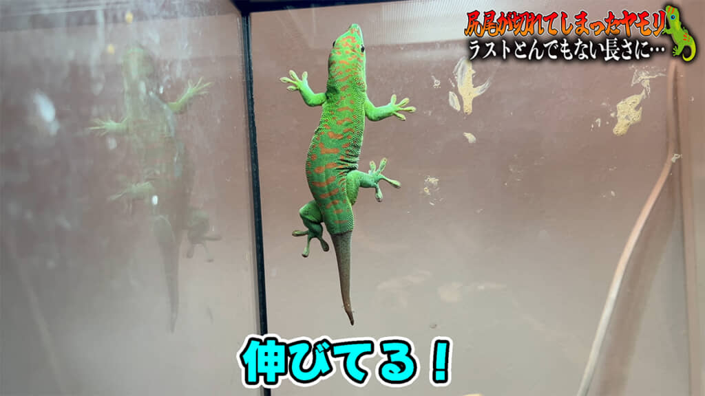 しっぽが切れてしまっていたはずが