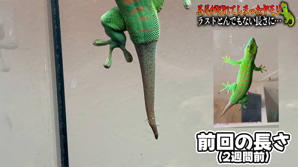 2週間前より明らかに伸びています