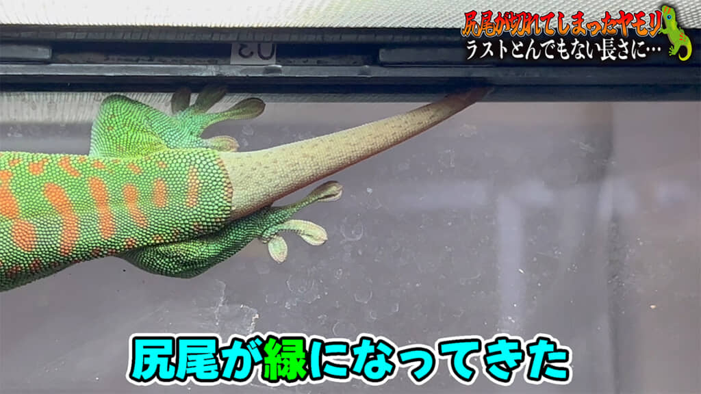 しっぽが緑色になってきました