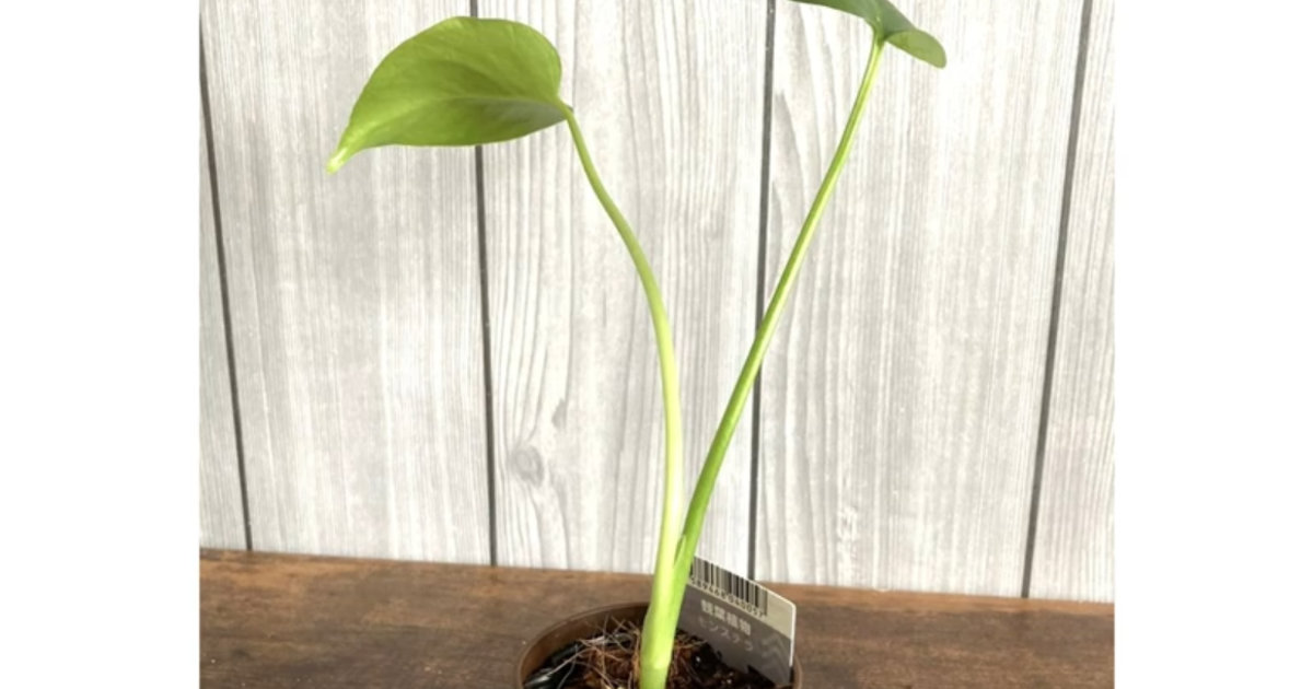 2年後に驚愕！ダイソーの観葉植物が成長した姿