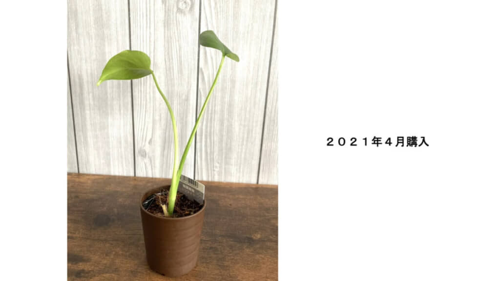 ダイソーで購入したばかりのモンステラの様子