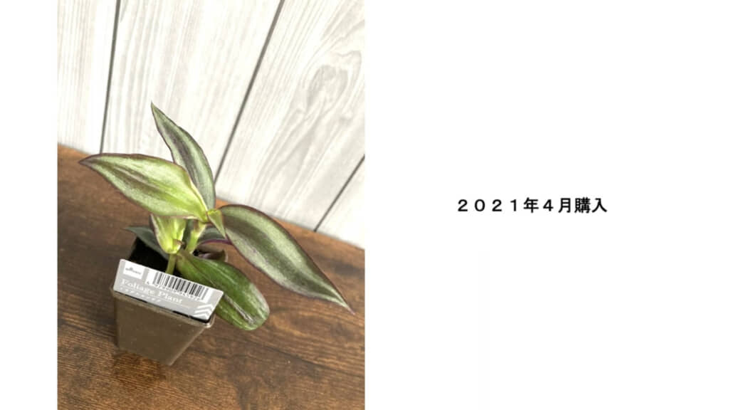 購入時のトラデスカンチア