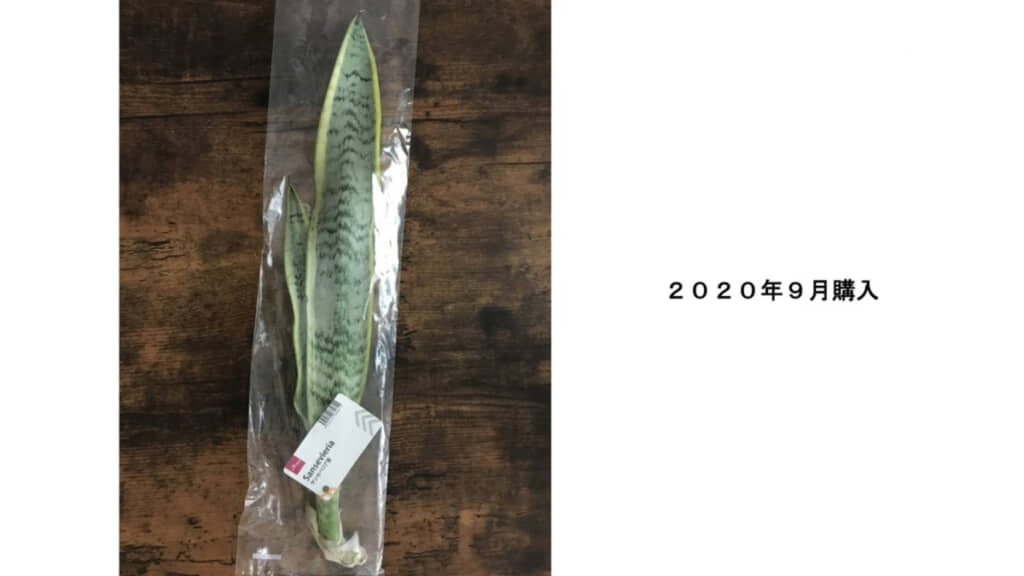 サンセベリアの購入時の様子