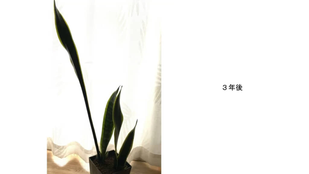 画像左の高い方が子株。かなり大きくなりました!