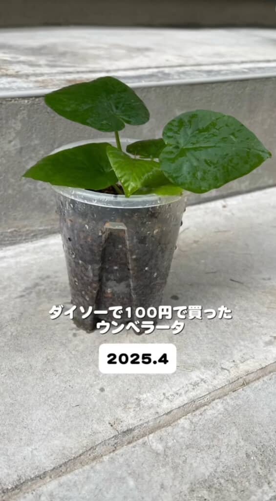 1年前にダイソーで購入したウンベラータ