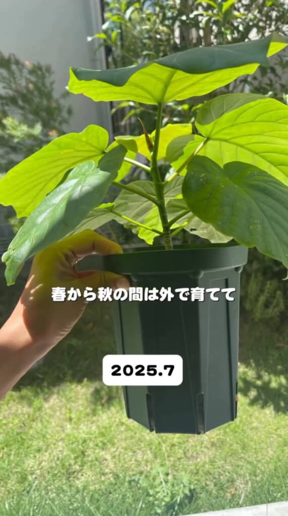 2025年7月のウンベラータ