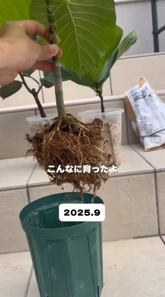 9月には根がパンパンに