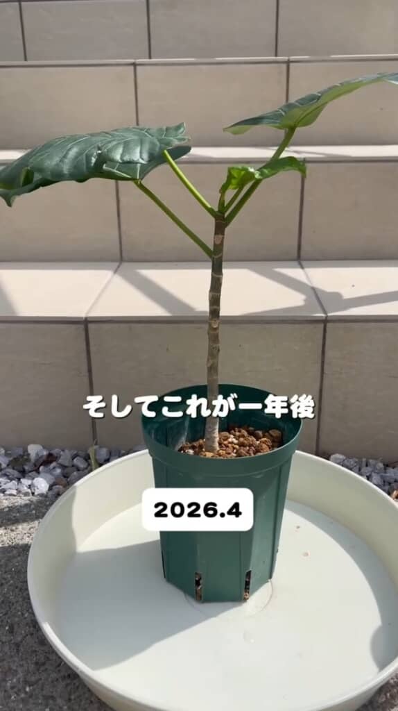 かなり大きくなった1年後のウンベラータ