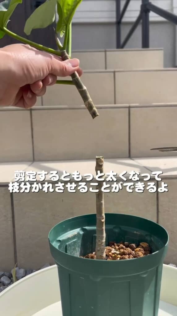 太くするためにカット