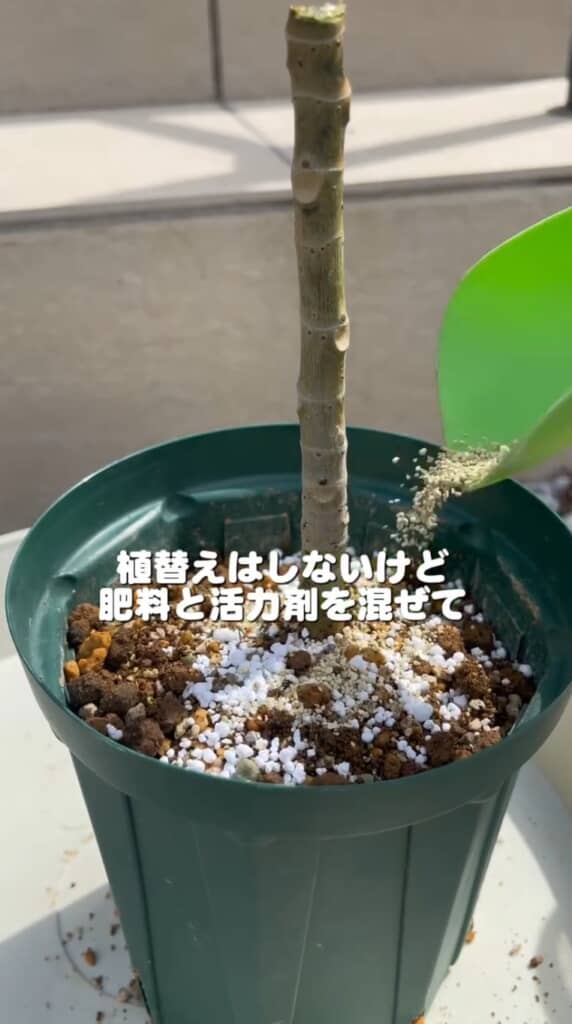 肥料と活力剤を混ぜて与える