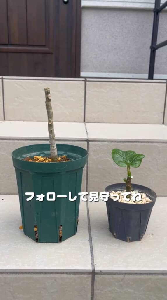 親株と挿し穂の土挿し