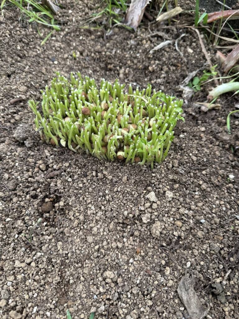 庭に放置した豆苗