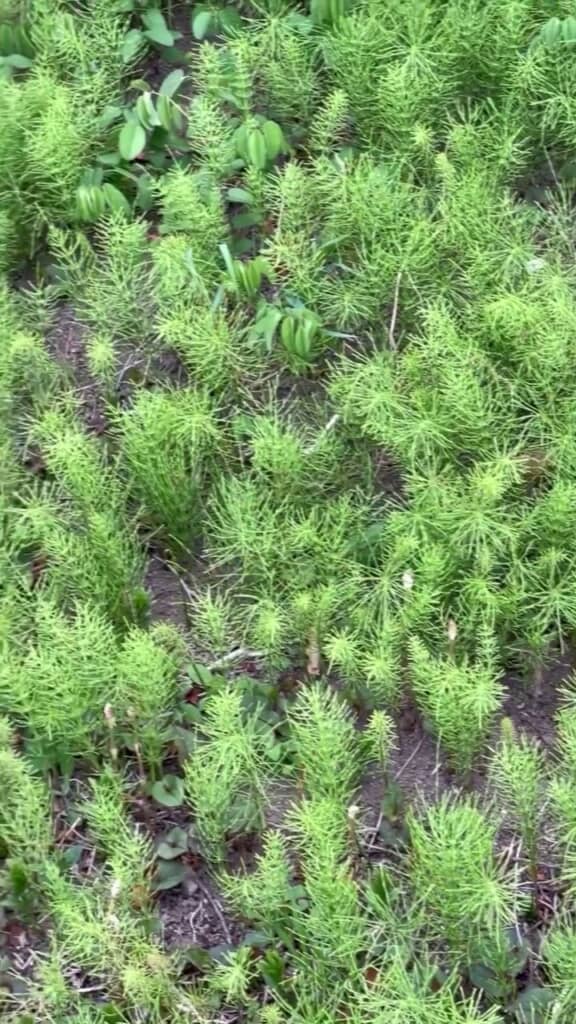 非常にタフで「地獄草」の異名を持つスギナ