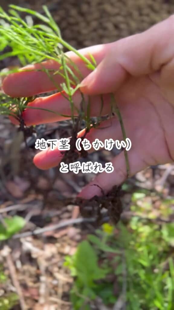 張り巡らされているスギナの地下茎