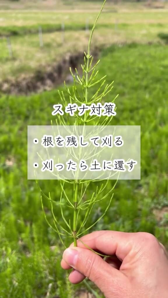対処法は「根を残して地上部を刈り取り、刈ったらその場に置く」