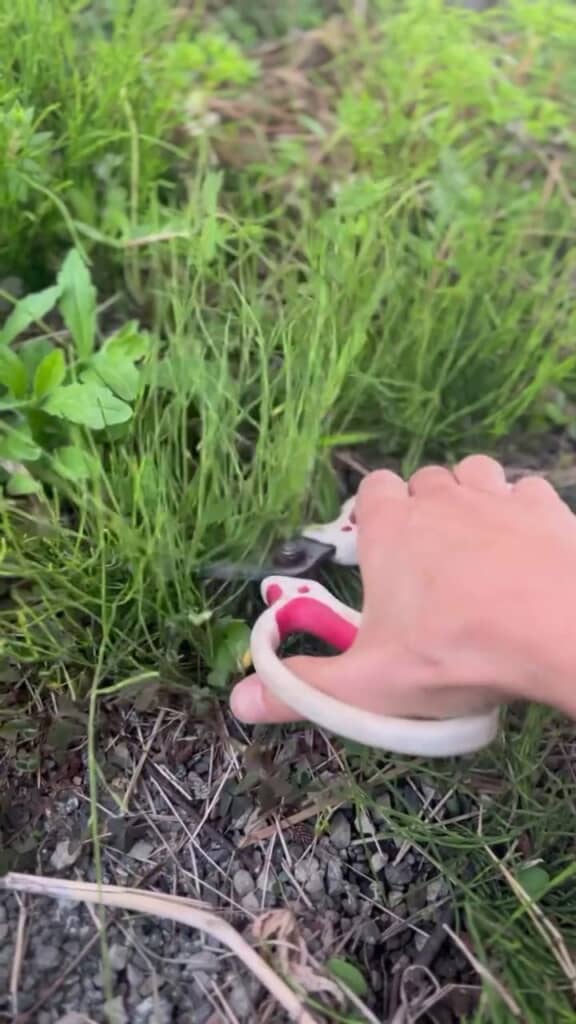 ハサミで地上部を切除する様子